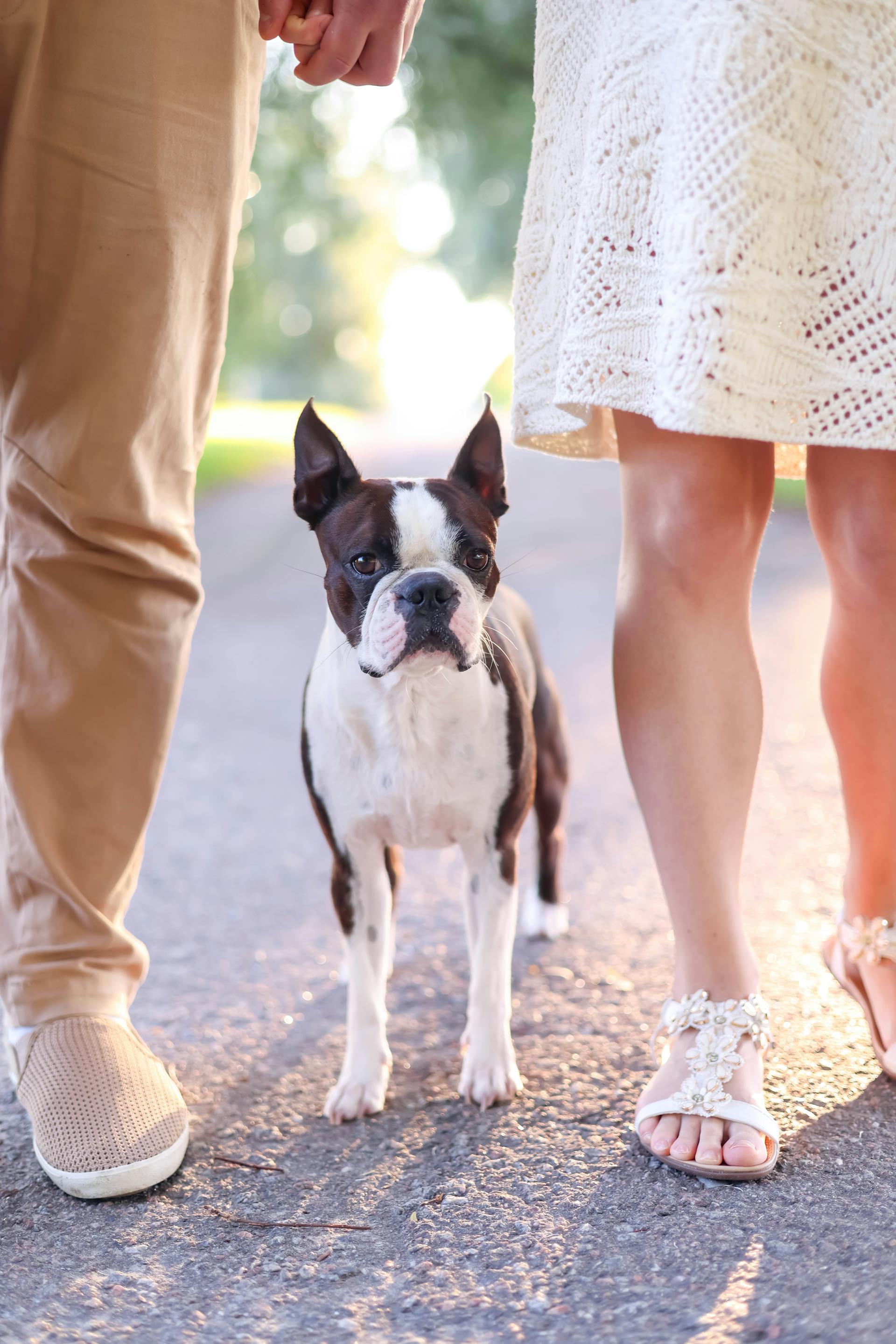 Un chien et ses maitres