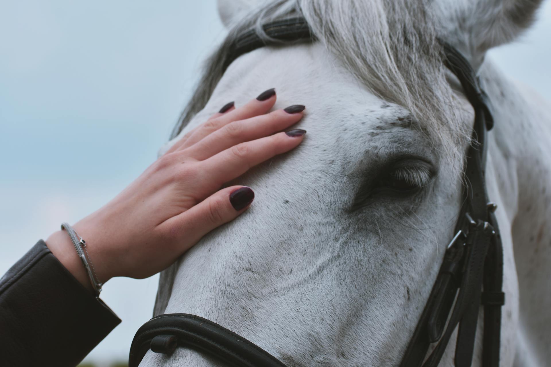 Un cheval et une femme